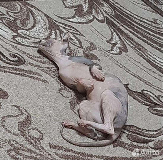 Донской сфинкс