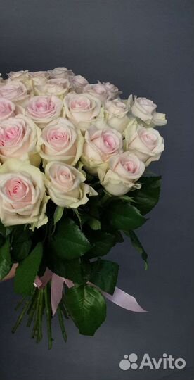 Роза свит ривайвл 25шт