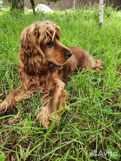 Спаниэль для вязки