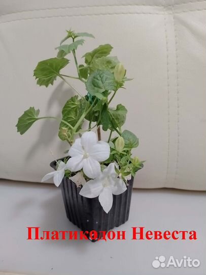 Комнатные цветы