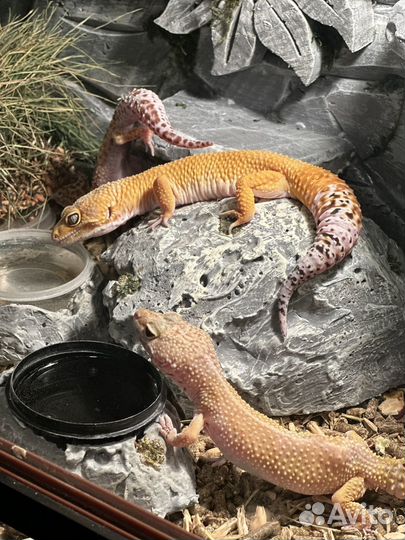 Эублефары с террариумами