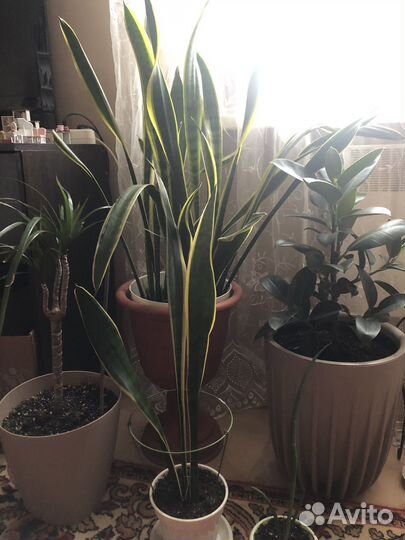 Комнатные растения цветы большие