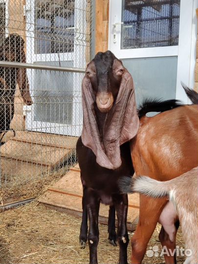 Нубийские козы камори