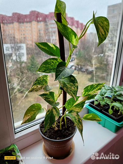 Домашние цветы