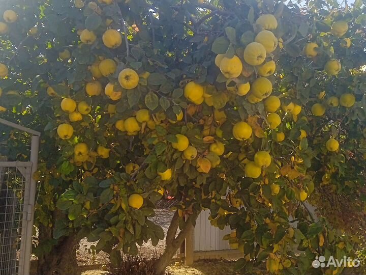 Продукты питания