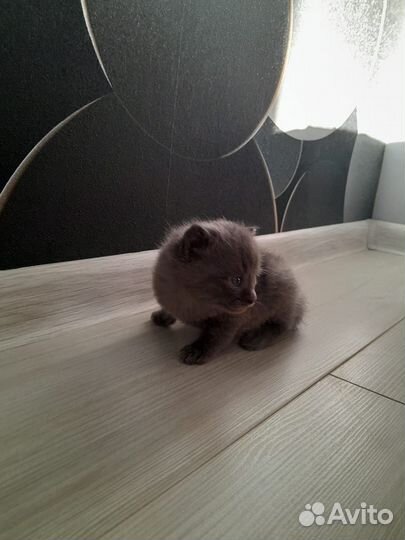 Отдам в добрые руки