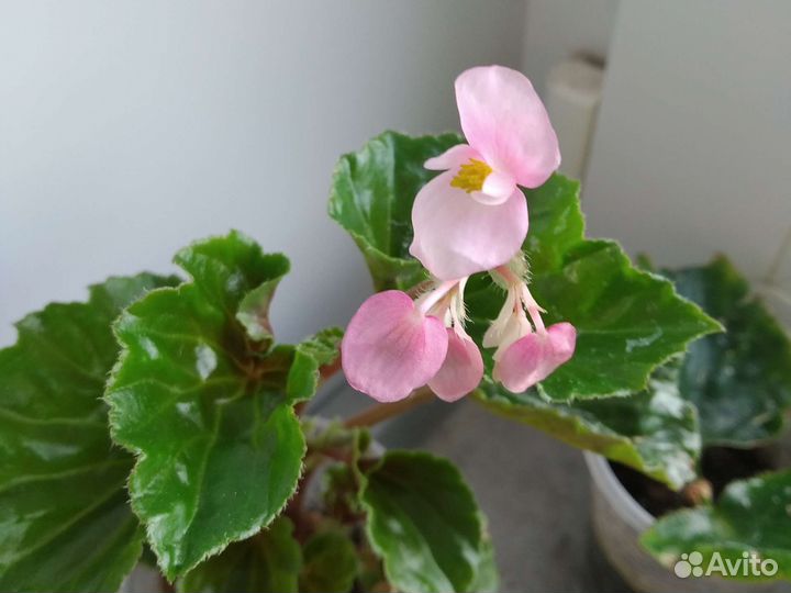 Бегония вечноцветущая, бальзамин