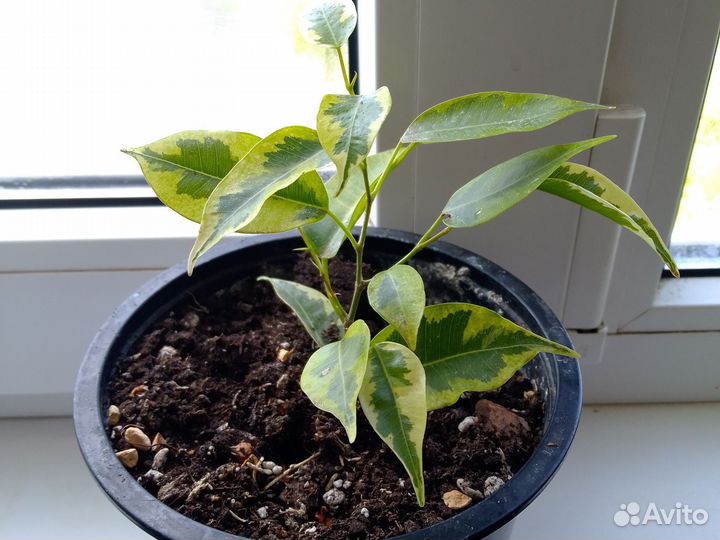 Фикус Голден Кинг