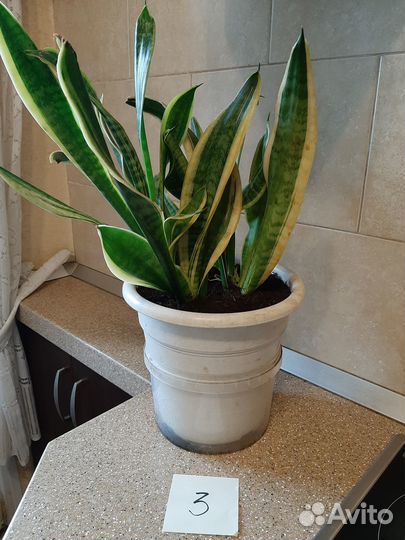 Комнатные растения