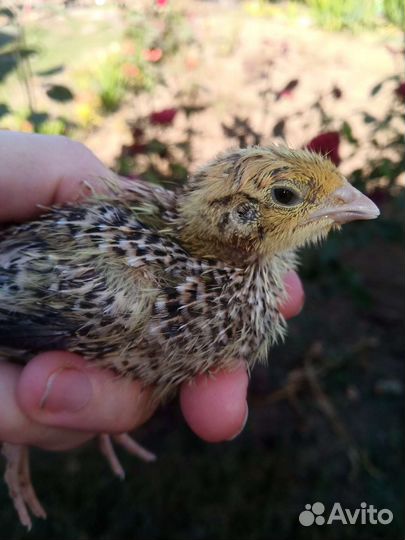 Перепела инкубационное столовое яйцо, перепелята