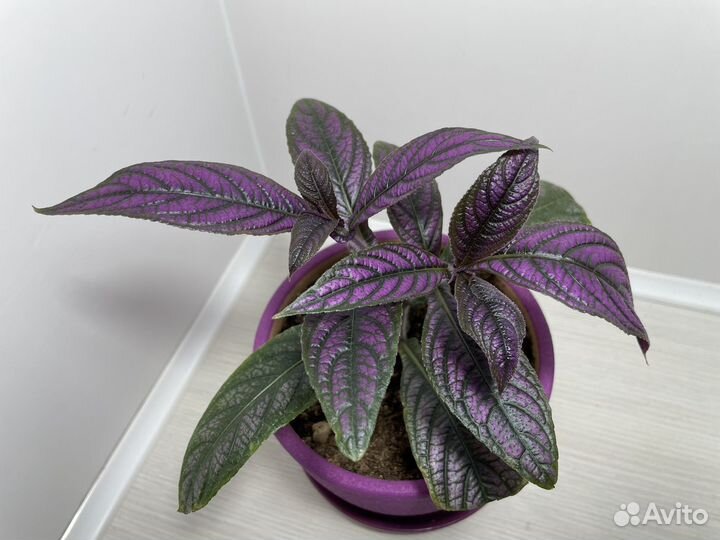 Комнатные растения цветы. Фиолетовые