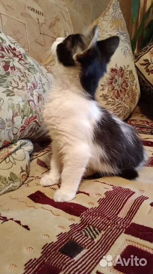 Котёнок в добрые руки (кошка)