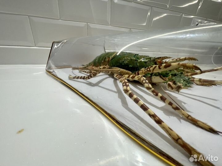 Зверь сушеный