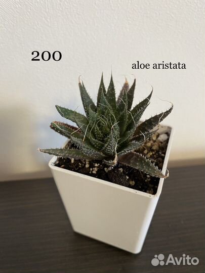 Суккуленты