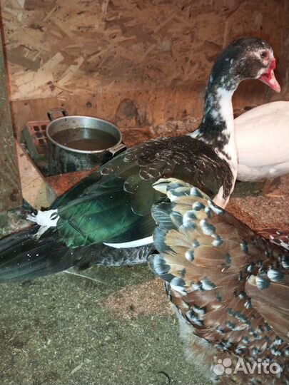 Молодые селезни индоутки на племя