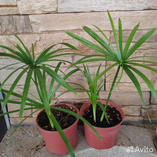 Цветы разные, цены и названия в описании