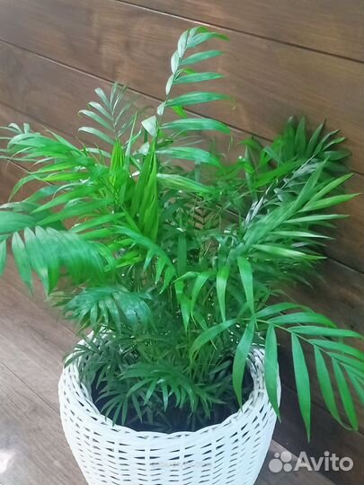 Шеффлера комнатный