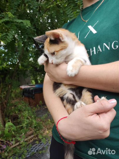 Котëнок в добрые руки