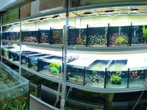 250 видов рыб и растений для аквариума. В наличии