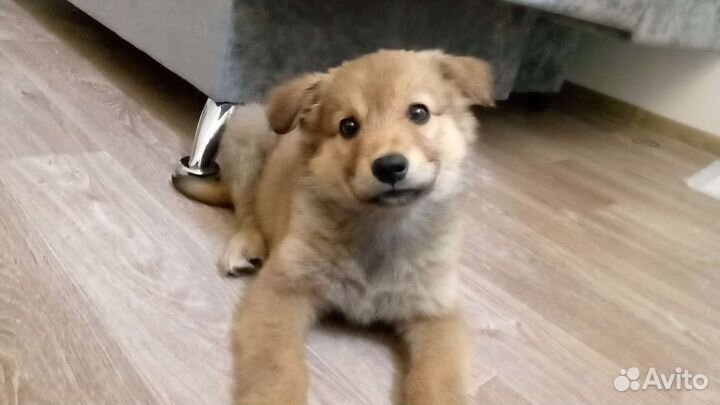 Собака в добрые руки щенок девочка