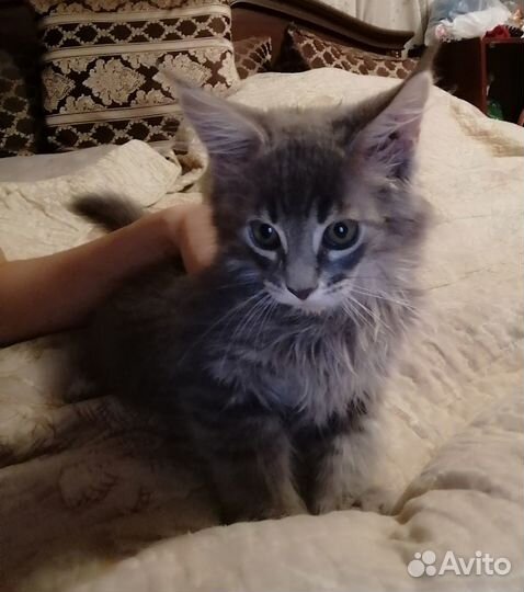 Мэйкун котята