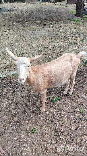 Коза с козочкой