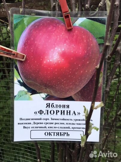 Саженцы оптом и в розницу