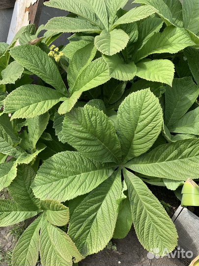 Многолетние садовые растения