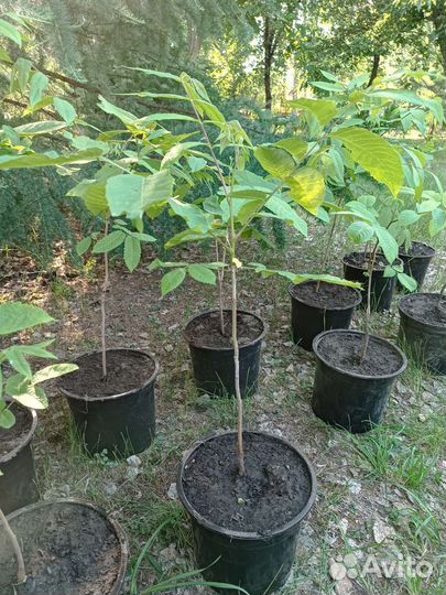Маньчжурский орех саженцы
