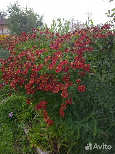 Саженцы многолетних цветов(Гелениум, хоста)