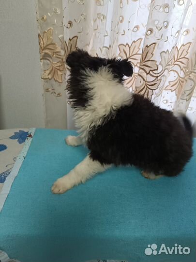 Щенулька ищет дом