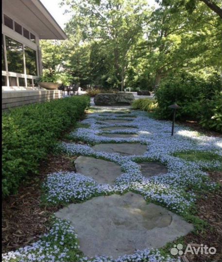 Рулонный газон