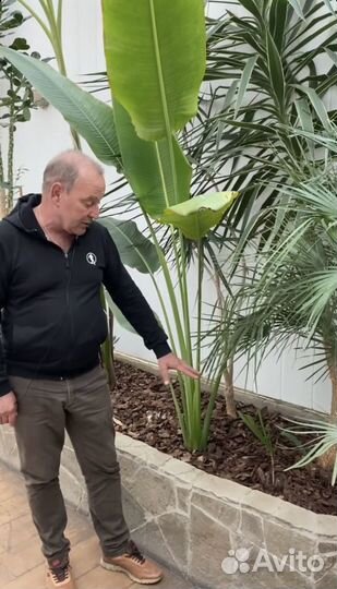 Равеналла мадагаскарская- дерево путешественников