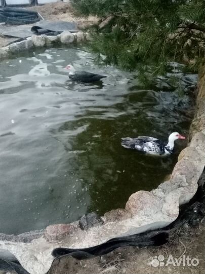 Мускусные утки