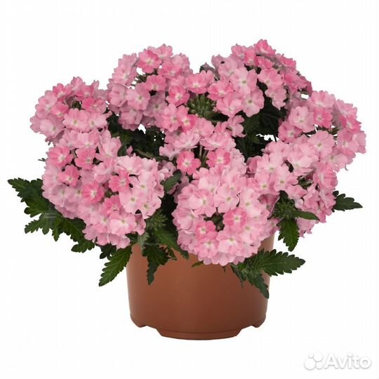 Рассада цветов