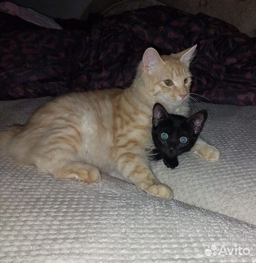 Курильский бобтейл в добрые руки