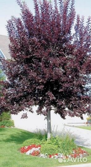 Черёмуха Шуберта. Саженцы