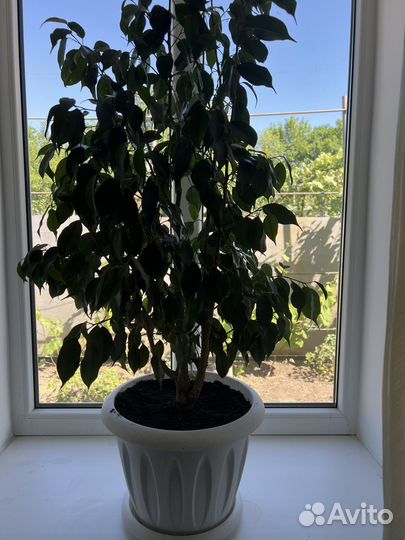 Фикус бенджамина