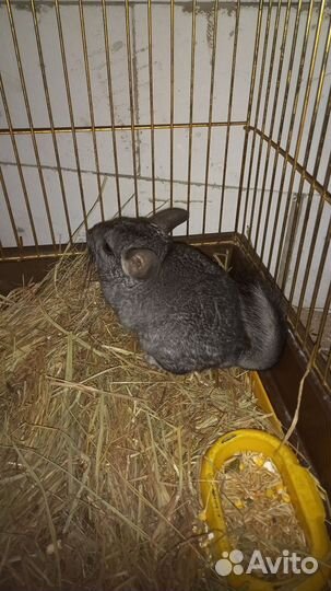 Шиншилла,мальчик