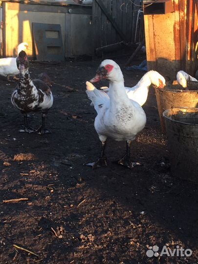 Самец индоутки