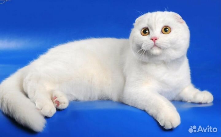 Шотландская вислоухоя