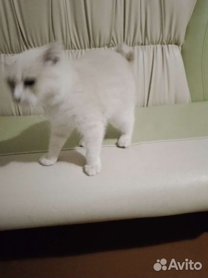 Молодая кошечка