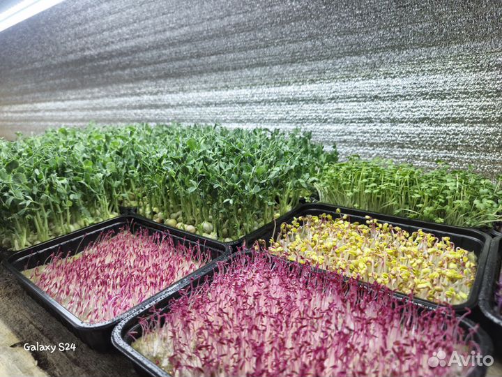 Микрозелень