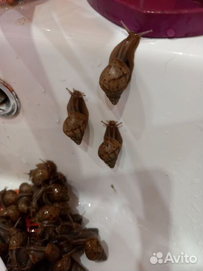 Улитки ахатины