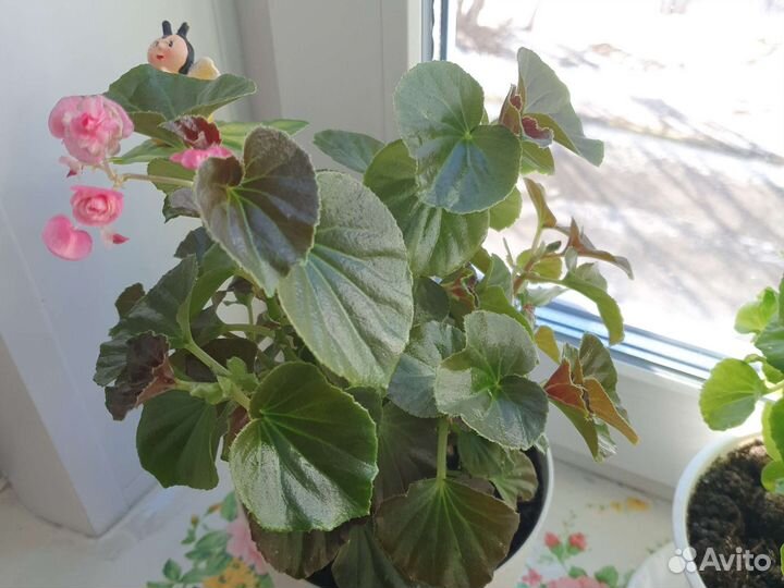 Калатеи, маранты, строманта