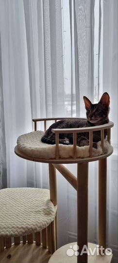 Когтеточка для кошек новая