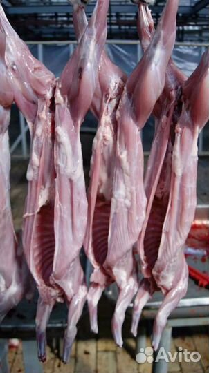 Продам мясо кролика