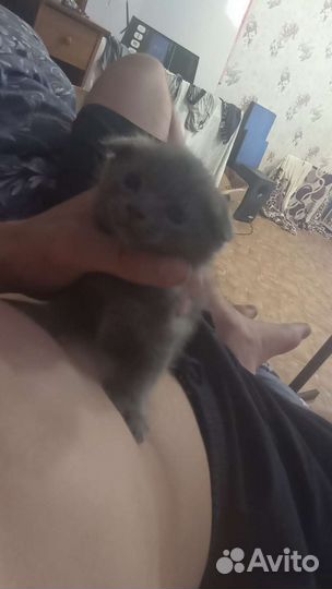 Шотландская
