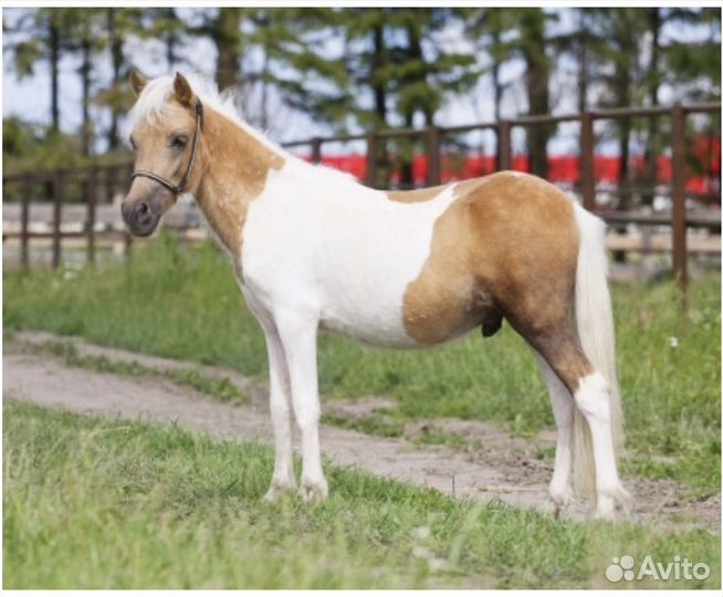 Шетлендский пони