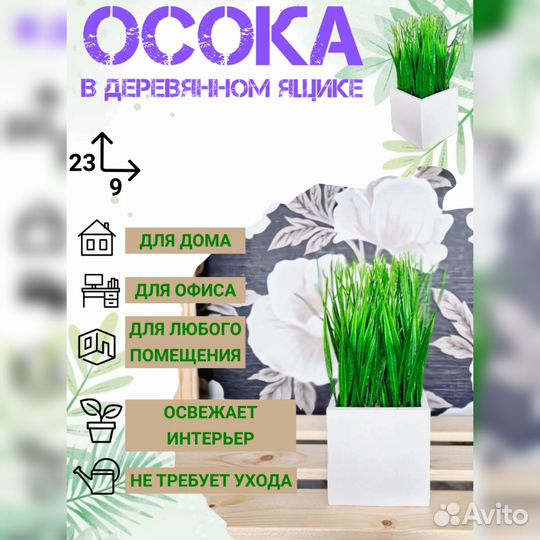 Осока в ящике